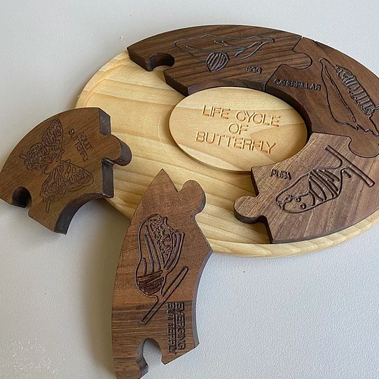 Wooden Life Cycle of Butterfly Board