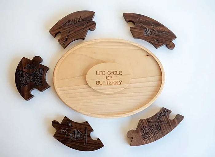 Wooden Life Cycle of Butterfly Board