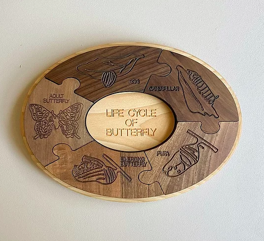Wooden Life Cycle of Butterfly Board